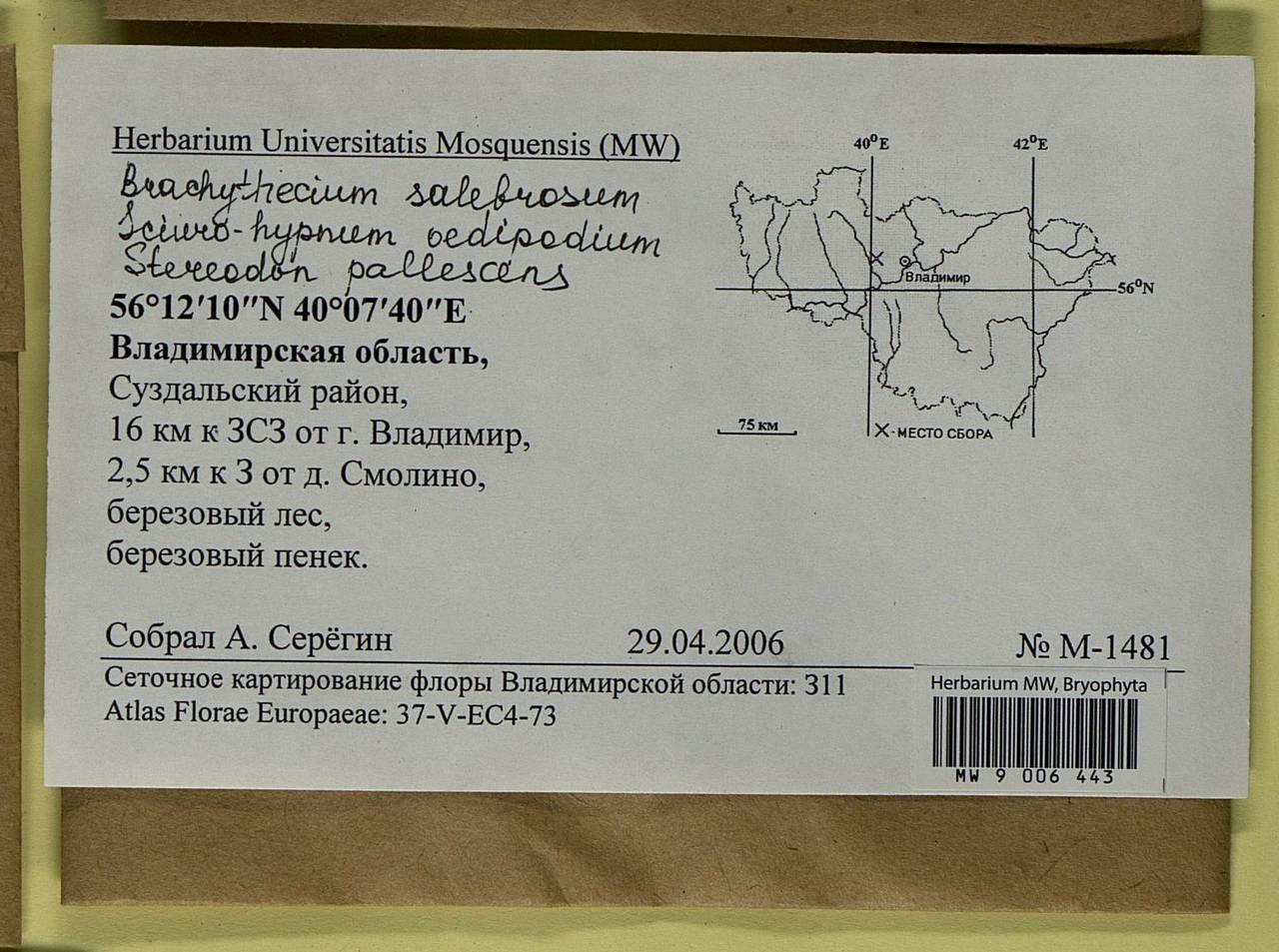 Brachythecium salebrosum (Hoffm. ex F. Weber & D. Mohr) Schimp., Bryophytes, Bryophytes - Middle Russia (B6) (Russia)