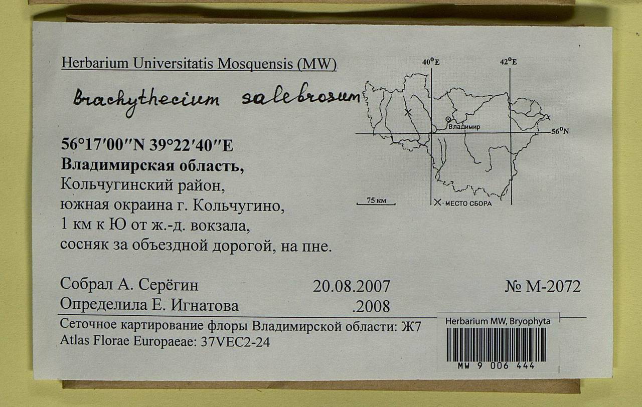 Brachythecium salebrosum (Hoffm. ex F. Weber & D. Mohr) Schimp., Bryophytes, Bryophytes - Middle Russia (B6) (Russia)