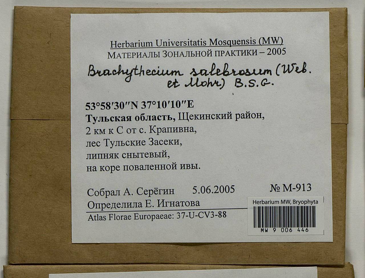 Brachythecium salebrosum (Hoffm. ex F. Weber & D. Mohr) Schimp., Bryophytes, Bryophytes - Middle Russia (B6) (Russia)