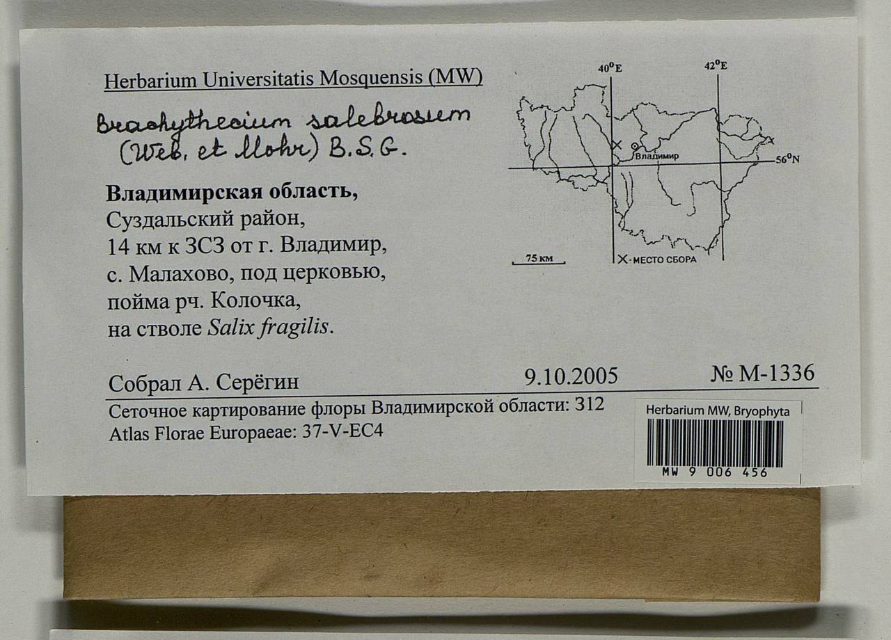 Brachythecium salebrosum (Hoffm. ex F. Weber & D. Mohr) Schimp., Bryophytes, Bryophytes - Middle Russia (B6) (Russia)