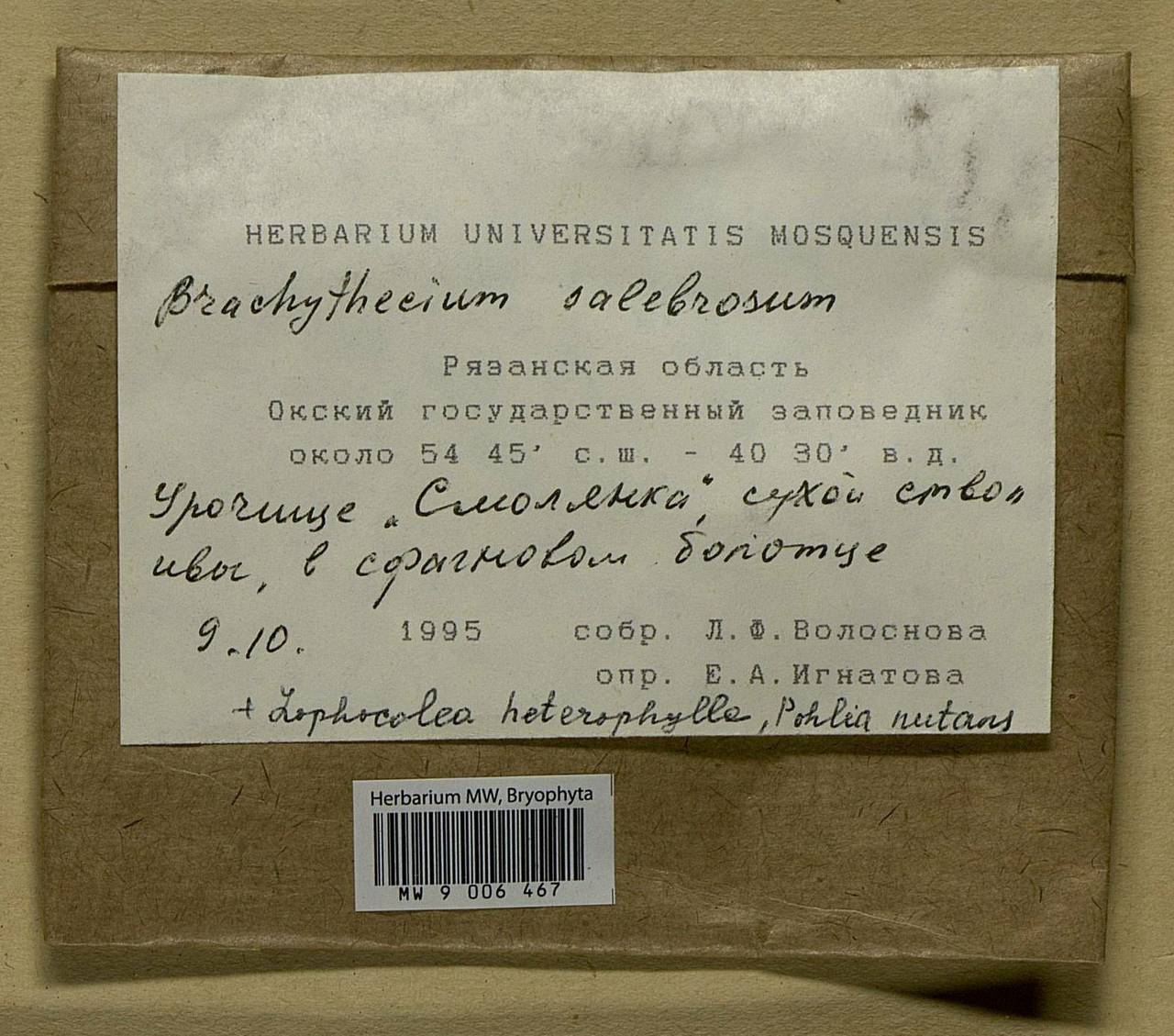 Brachythecium salebrosum (Hoffm. ex F. Weber & D. Mohr) Schimp., Bryophytes, Bryophytes - Middle Russia (B6) (Russia)