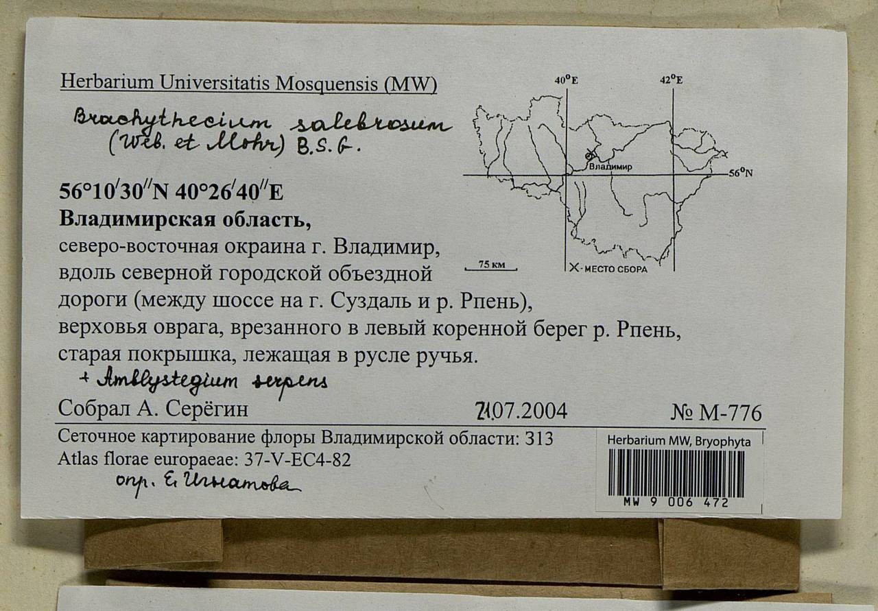 Brachythecium salebrosum (Hoffm. ex F. Weber & D. Mohr) Schimp., Bryophytes, Bryophytes - Middle Russia (B6) (Russia)