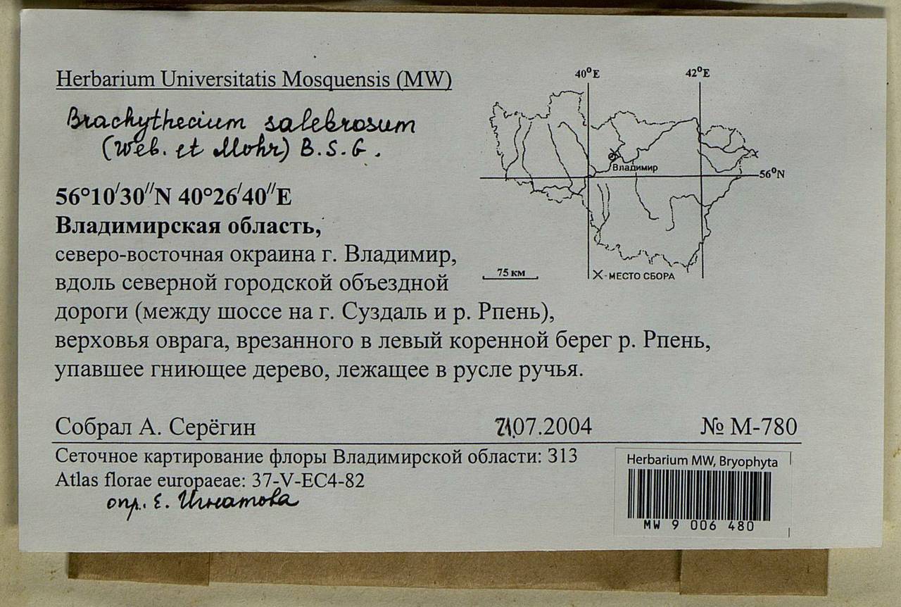 Brachythecium salebrosum (Hoffm. ex F. Weber & D. Mohr) Schimp., Bryophytes, Bryophytes - Middle Russia (B6) (Russia)