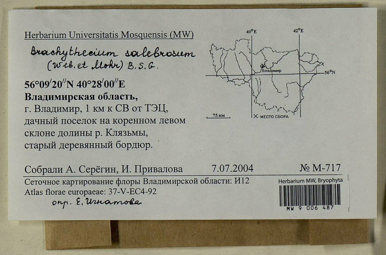 Brachythecium salebrosum (Hoffm. ex F. Weber & D. Mohr) Schimp., Bryophytes, Bryophytes - Middle Russia (B6) (Russia)