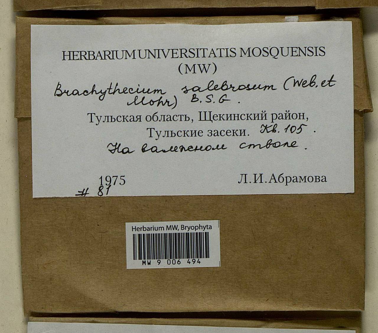 Brachythecium salebrosum (Hoffm. ex F. Weber & D. Mohr) Schimp., Bryophytes, Bryophytes - Middle Russia (B6) (Russia)