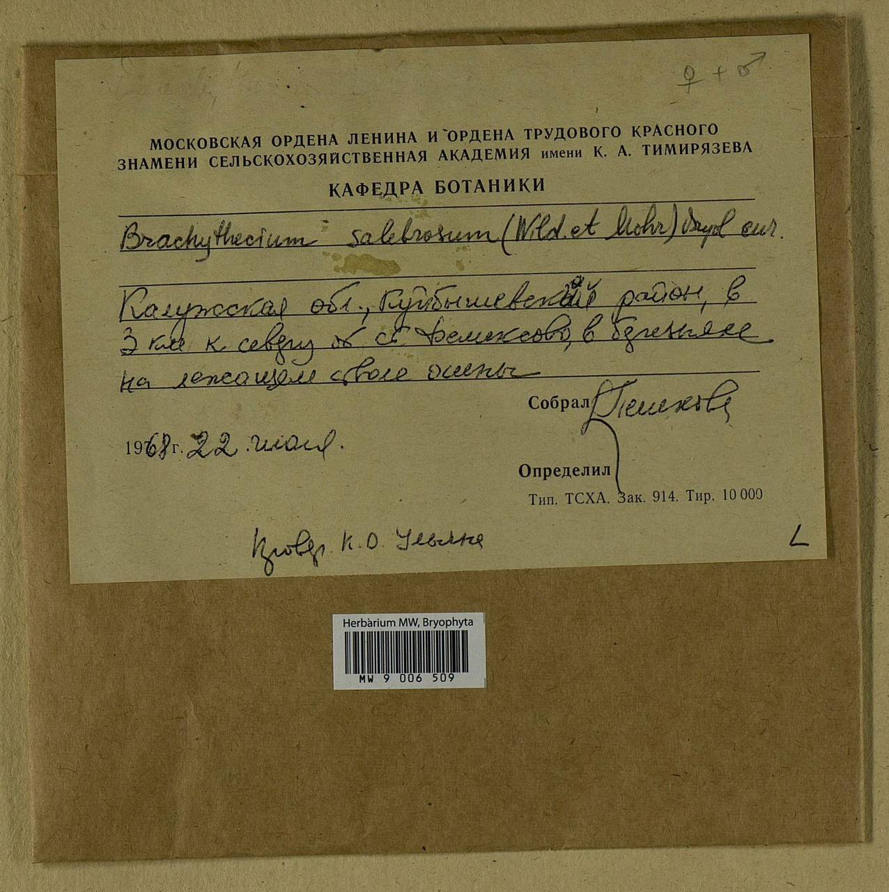 Brachythecium salebrosum (Hoffm. ex F. Weber & D. Mohr) Schimp., Bryophytes, Bryophytes - Middle Russia (B6) (Russia)