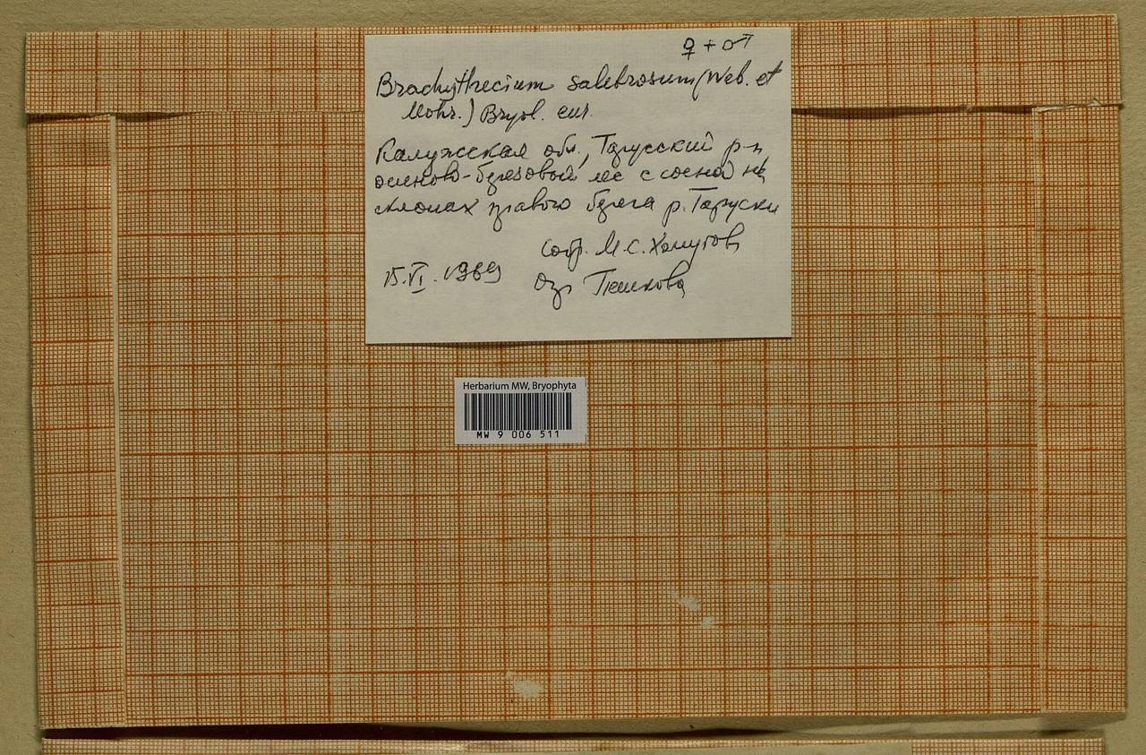 Brachythecium salebrosum (Hoffm. ex F. Weber & D. Mohr) Schimp., Bryophytes, Bryophytes - Middle Russia (B6) (Russia)