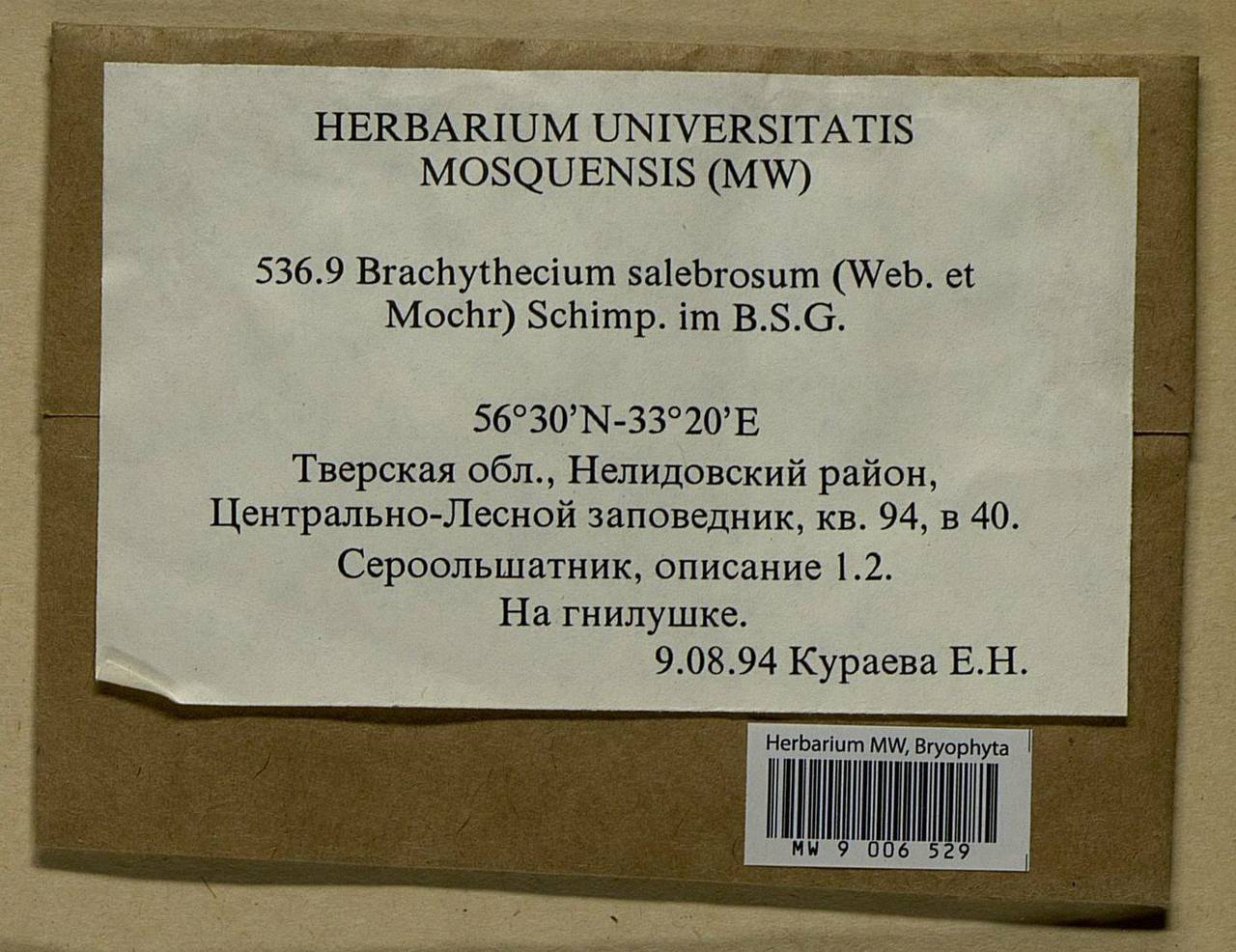 Brachythecium salebrosum (Hoffm. ex F. Weber & D. Mohr) Schimp., Bryophytes, Bryophytes - Middle Russia (B6) (Russia)