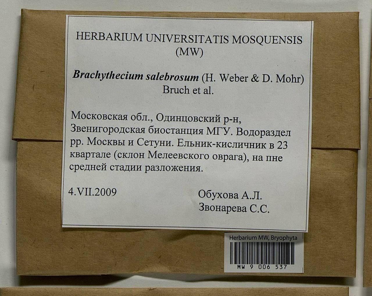 Brachythecium salebrosum (Hoffm. ex F. Weber & D. Mohr) Schimp., Bryophytes, Bryophytes - Moscow City & Moscow Oblast (B6a) (Russia)