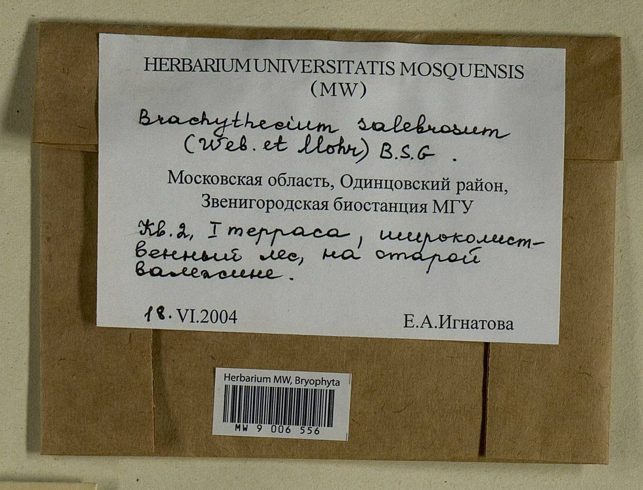 Brachythecium salebrosum (Hoffm. ex F. Weber & D. Mohr) Schimp., Bryophytes, Bryophytes - Moscow City & Moscow Oblast (B6a) (Russia)