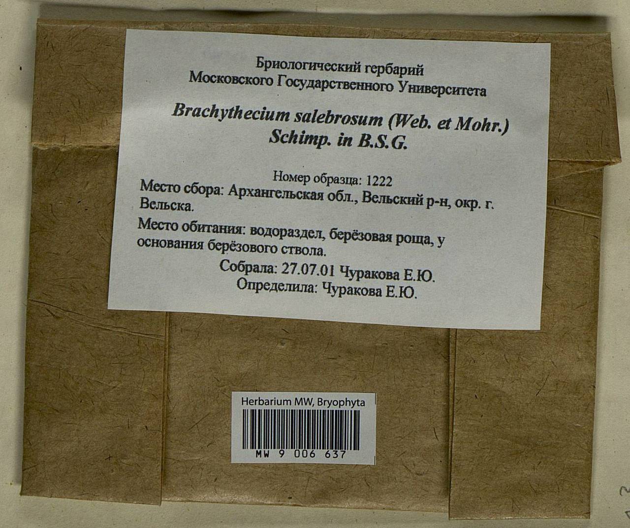 Brachythecium salebrosum (Hoffm. ex F. Weber & D. Mohr) Schimp., Bryophytes, Bryophytes - European North East (B7) (Russia)