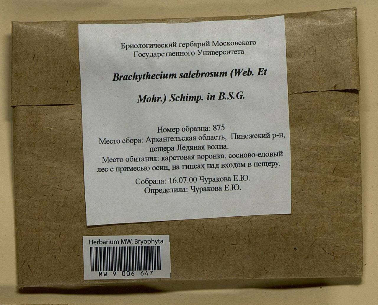 Brachythecium salebrosum (Hoffm. ex F. Weber & D. Mohr) Schimp., Bryophytes, Bryophytes - European North East (B7) (Russia)