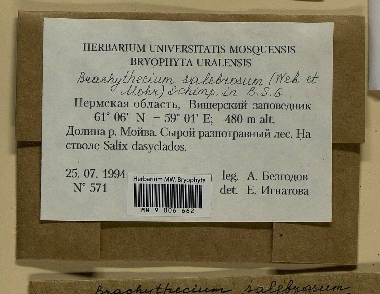 Brachythecium salebrosum (Hoffm. ex F. Weber & D. Mohr) Schimp., Bryophytes, Bryophytes - Permsky Krai, Udmurt Republic, Sverdlovsk & Kirov Oblasts (B8) (Russia)