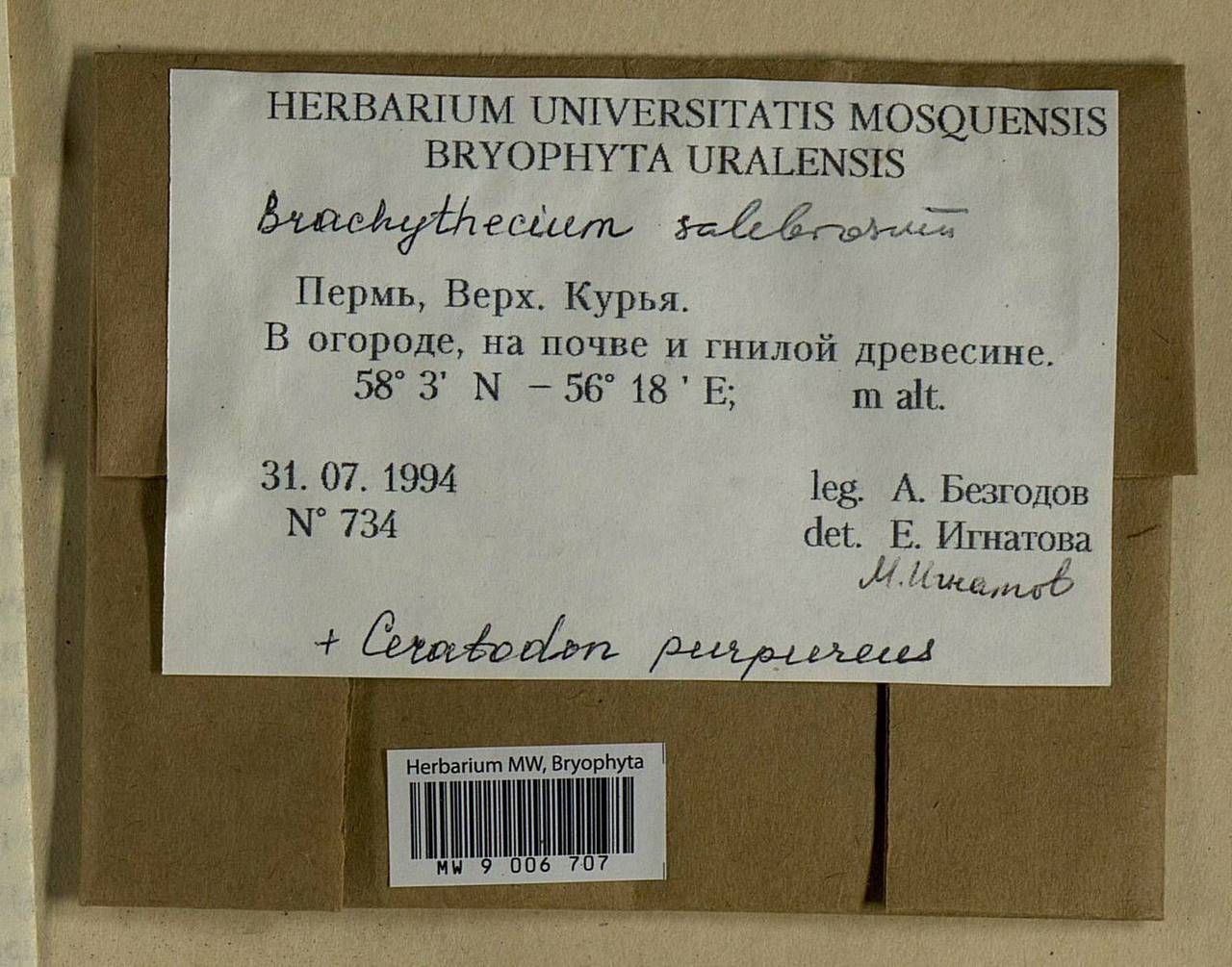 Brachythecium salebrosum (Hoffm. ex F. Weber & D. Mohr) Schimp., Bryophytes, Bryophytes - Permsky Krai, Udmurt Republic, Sverdlovsk & Kirov Oblasts (B8) (Russia)