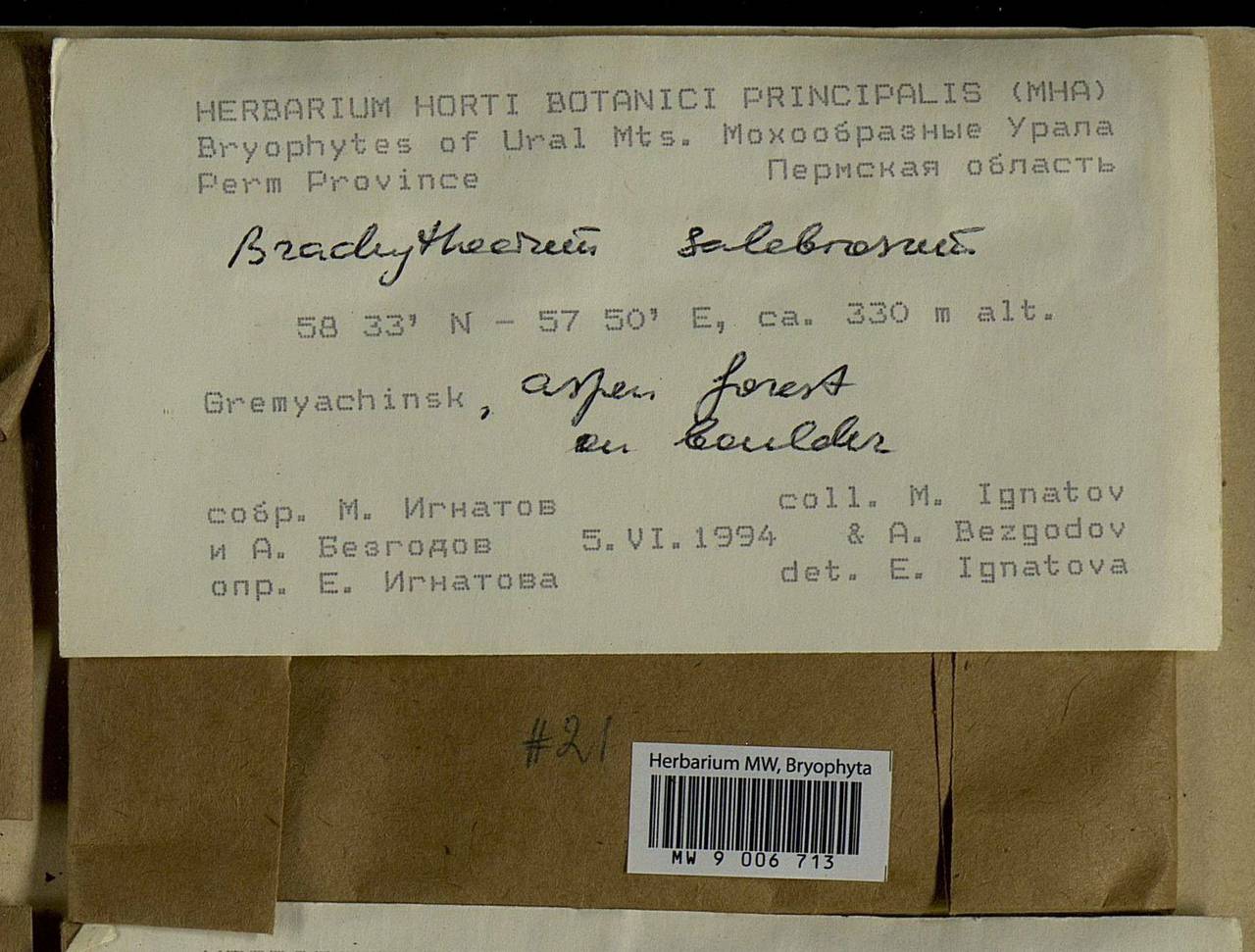 Brachythecium salebrosum (Hoffm. ex F. Weber & D. Mohr) Schimp., Bryophytes, Bryophytes - Permsky Krai, Udmurt Republic, Sverdlovsk & Kirov Oblasts (B8) (Russia)