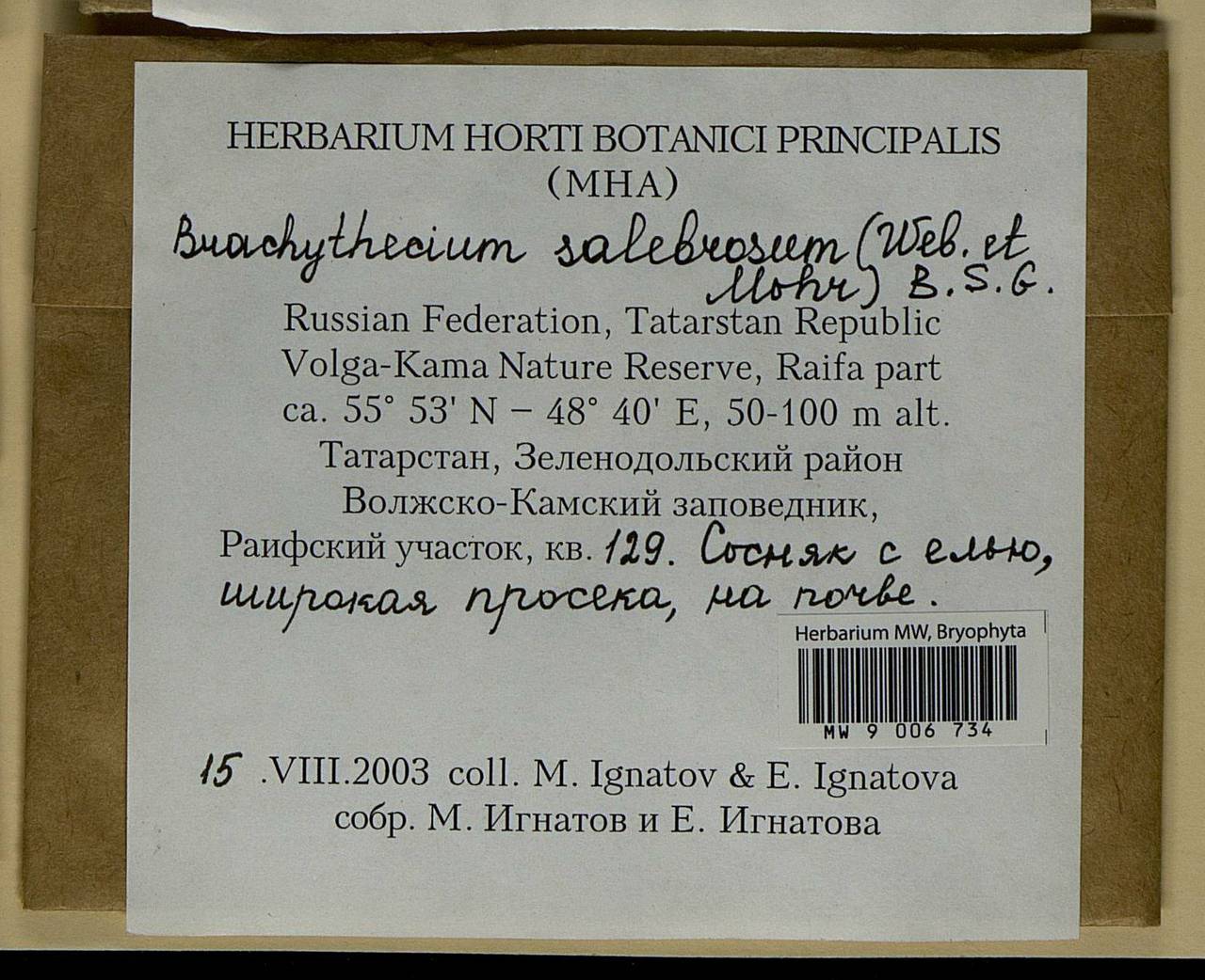 Brachythecium salebrosum (Hoffm. ex F. Weber & D. Mohr) Schimp., Bryophytes, Bryophytes - Middle Volga (B9) (Russia)