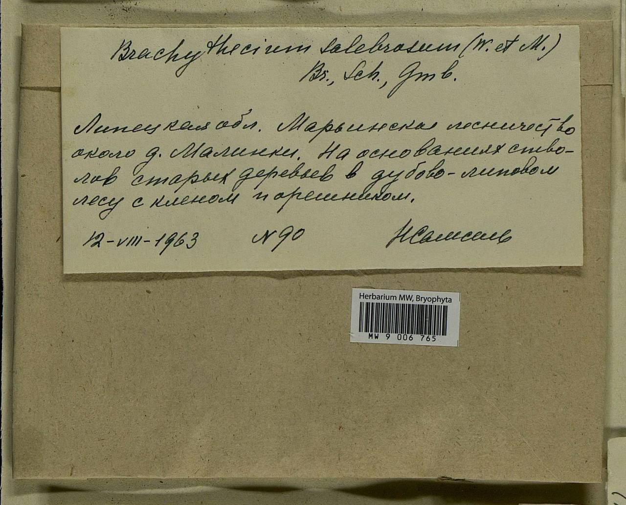 Brachythecium salebrosum (Hoffm. ex F. Weber & D. Mohr) Schimp., Bryophytes, Bryophytes - Central forest-and-steppe region (B10) (Russia)