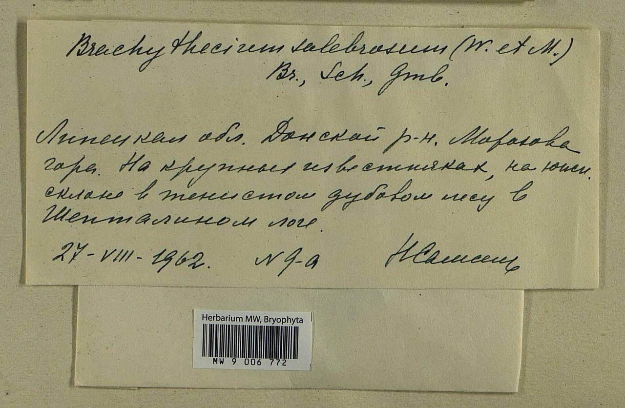 Brachythecium salebrosum (Hoffm. ex F. Weber & D. Mohr) Schimp., Bryophytes, Bryophytes - Central forest-and-steppe region (B10) (Russia)
