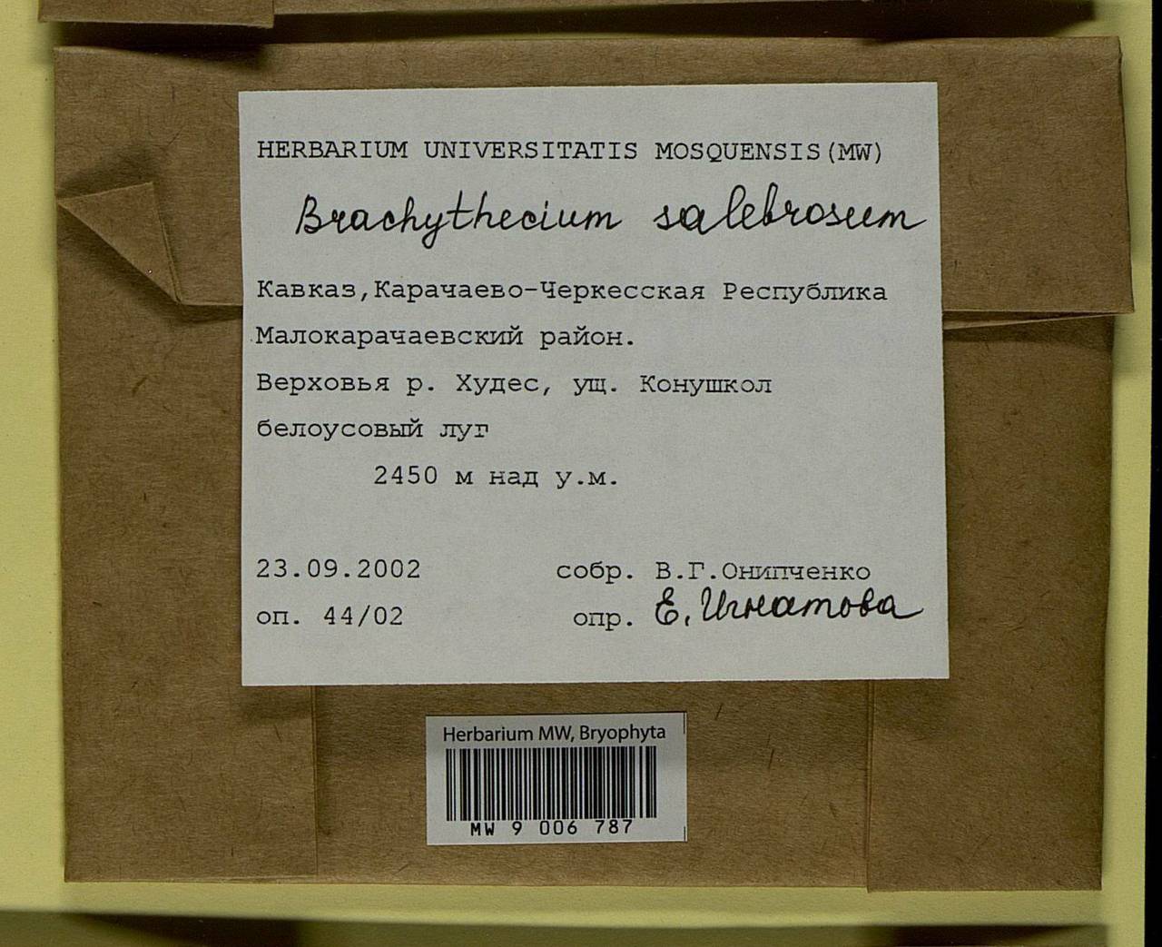 Brachythecium salebrosum (Hoffm. ex F. Weber & D. Mohr) Schimp., Bryophytes, Bryophytes - North Caucasus & Ciscaucasia (B12) (Russia)