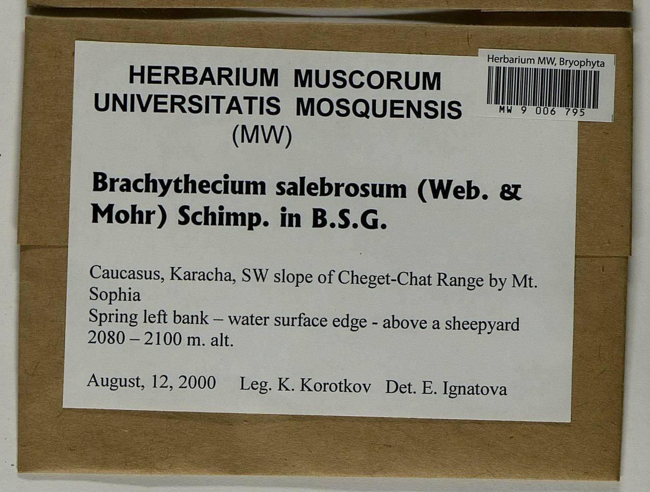 Brachythecium salebrosum (Hoffm. ex F. Weber & D. Mohr) Schimp., Bryophytes, Bryophytes - North Caucasus & Ciscaucasia (B12) (Russia)