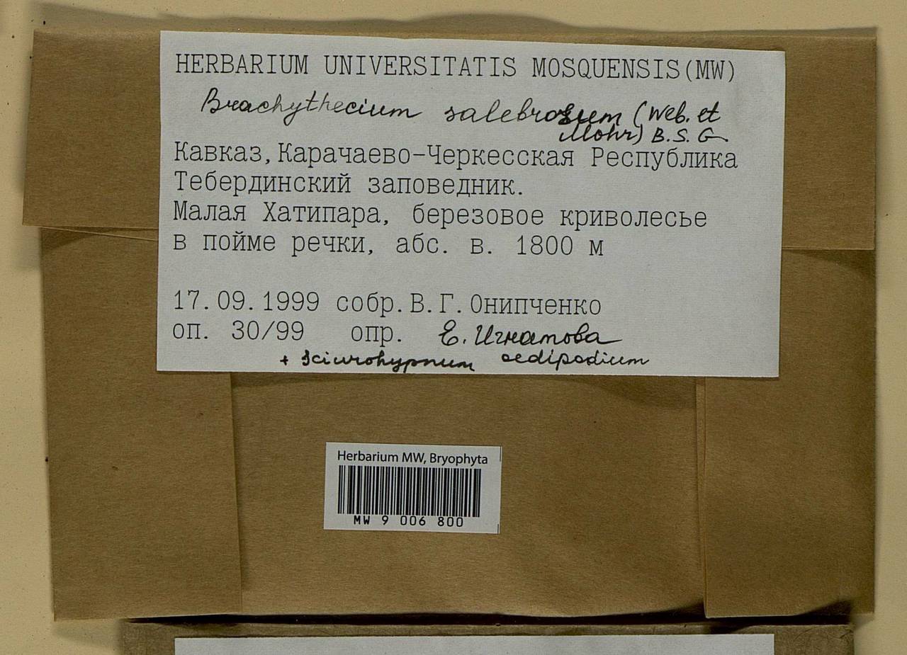 Brachythecium salebrosum (Hoffm. ex F. Weber & D. Mohr) Schimp., Bryophytes, Bryophytes - North Caucasus & Ciscaucasia (B12) (Russia)
