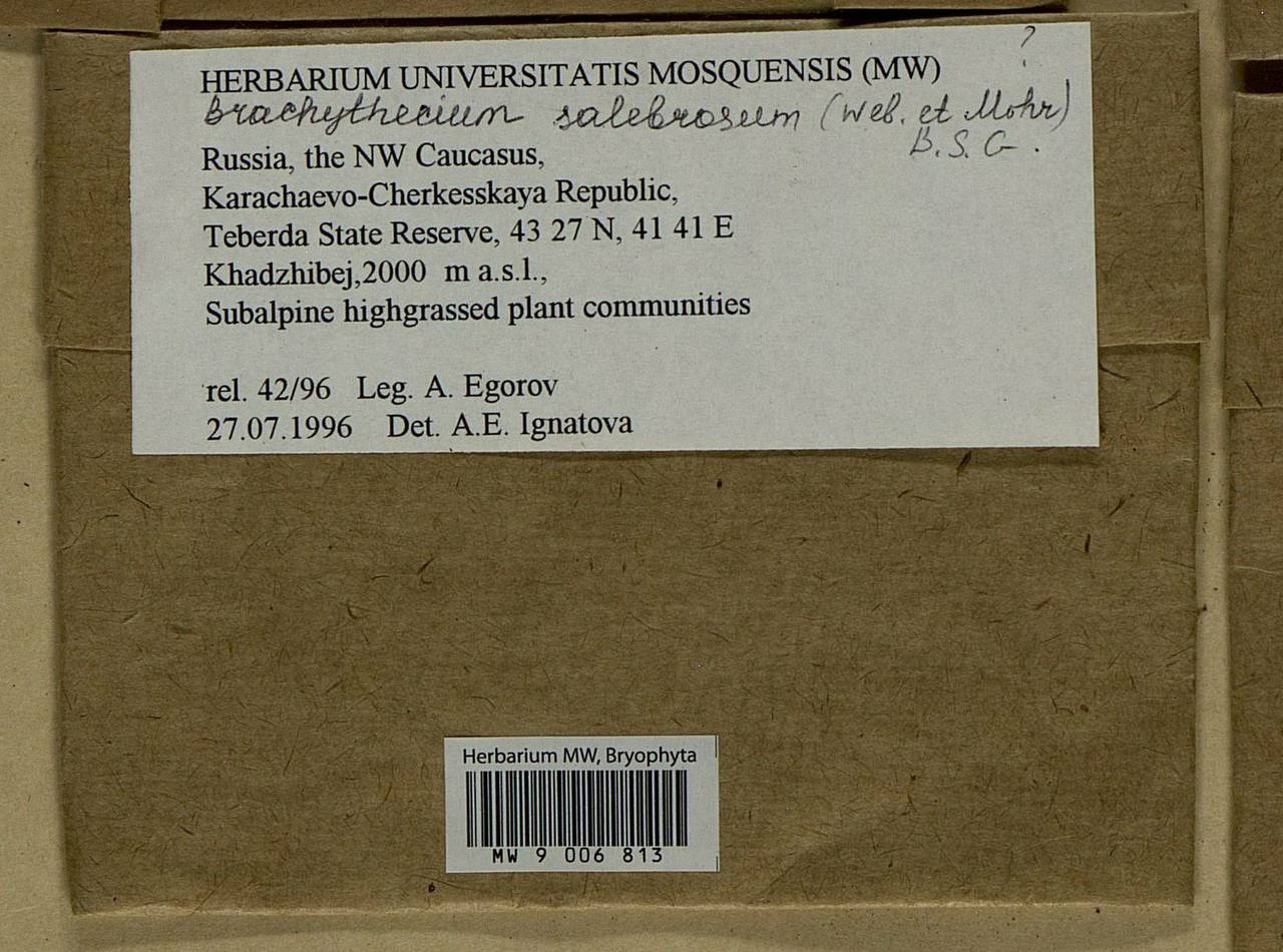 Brachythecium salebrosum (Hoffm. ex F. Weber & D. Mohr) Schimp., Bryophytes, Bryophytes - North Caucasus & Ciscaucasia (B12) (Russia)