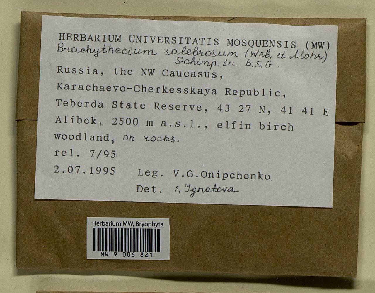 Brachythecium salebrosum (Hoffm. ex F. Weber & D. Mohr) Schimp., Bryophytes, Bryophytes - North Caucasus & Ciscaucasia (B12) (Russia)