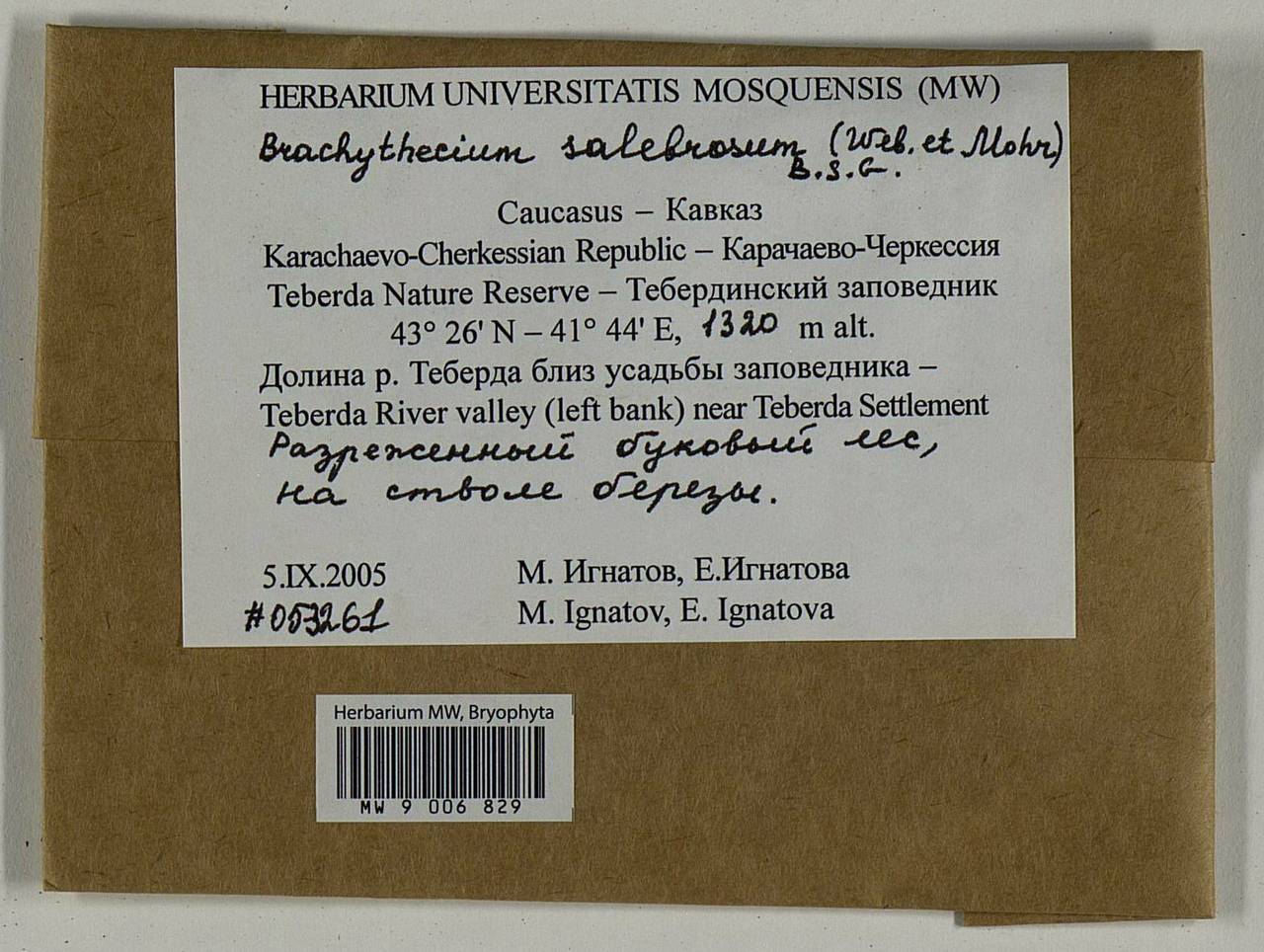 Brachythecium salebrosum (Hoffm. ex F. Weber & D. Mohr) Schimp., Bryophytes, Bryophytes - North Caucasus & Ciscaucasia (B12) (Russia)