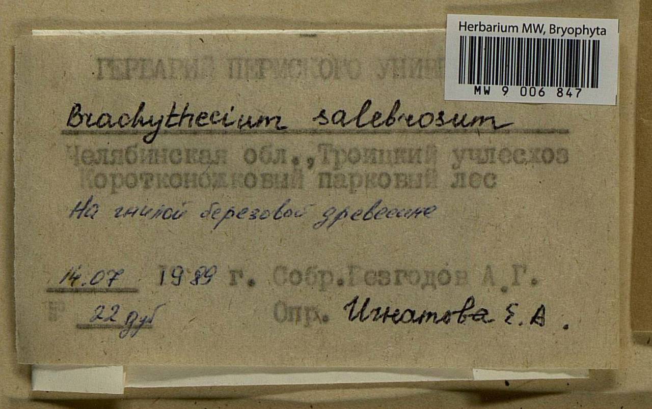 Brachythecium salebrosum (Hoffm. ex F. Weber & D. Mohr) Schimp., Bryophytes, Bryophytes - South Urals (B14) (Russia)