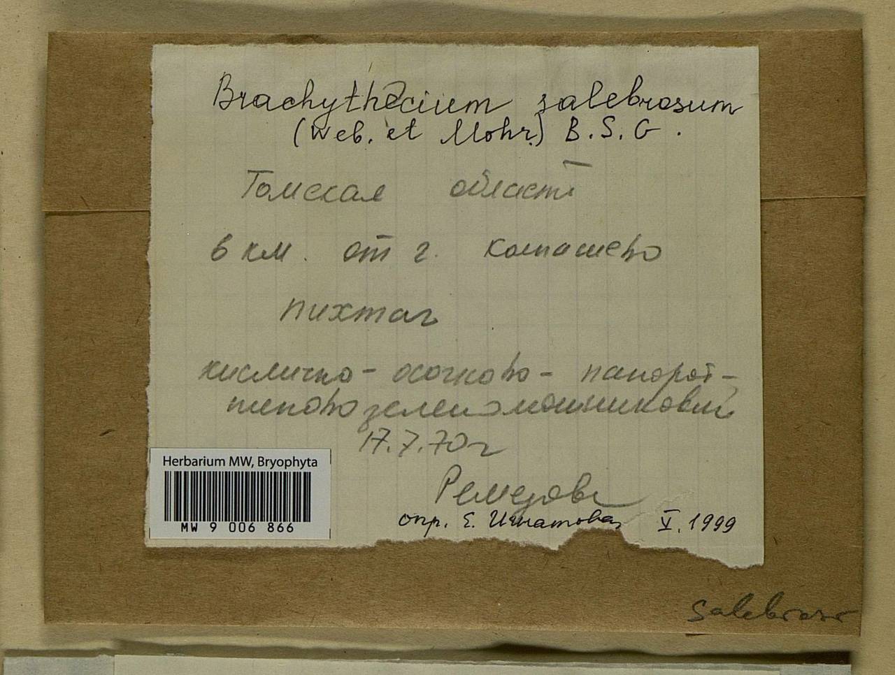 Brachythecium salebrosum (Hoffm. ex F. Weber & D. Mohr) Schimp., Bryophytes, Bryophytes - Western Siberia (including Altai) (B15) (Russia)