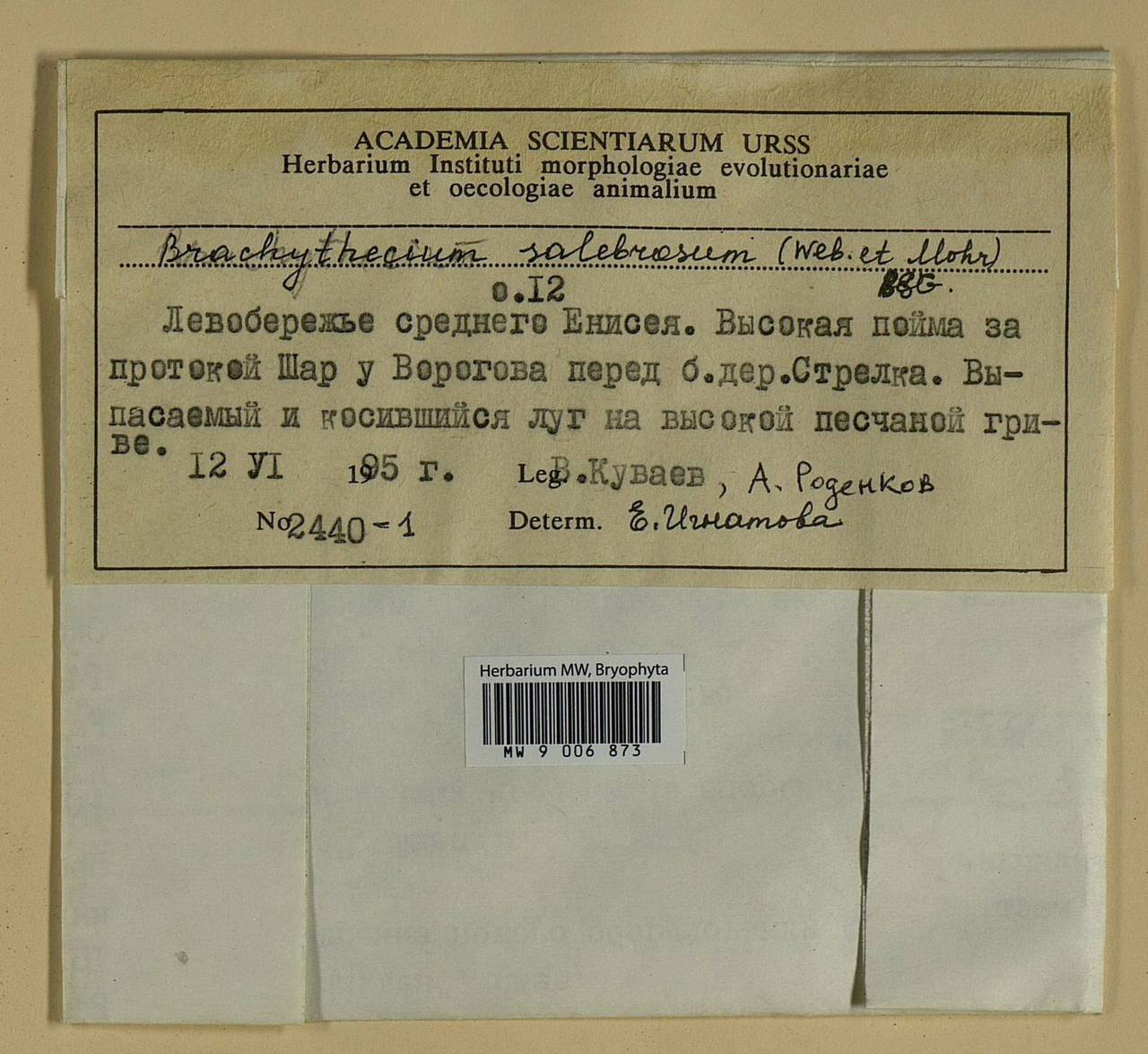 Brachythecium salebrosum (Hoffm. ex F. Weber & D. Mohr) Schimp., Bryophytes, Bryophytes - Krasnoyarsk Krai, Tyva & Khakassia (B17) (Russia)