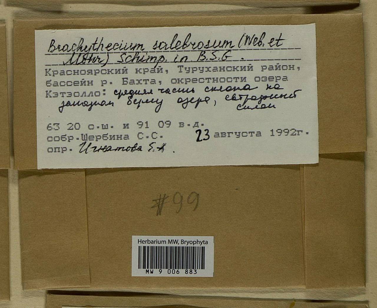 Brachythecium salebrosum (Hoffm. ex F. Weber & D. Mohr) Schimp., Bryophytes, Bryophytes - Krasnoyarsk Krai, Tyva & Khakassia (B17) (Russia)