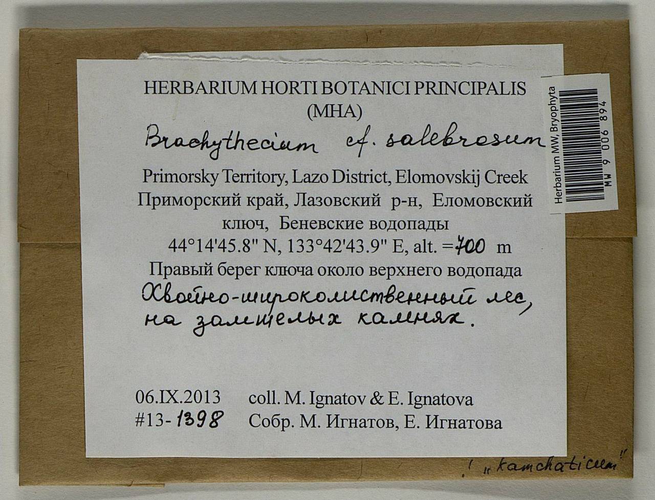 Brachythecium salebrosum (Hoffm. ex F. Weber & D. Mohr) Schimp., Bryophytes, Bryophytes - Russian Far East (excl. Chukotka & Kamchatka) (B20) (Russia)