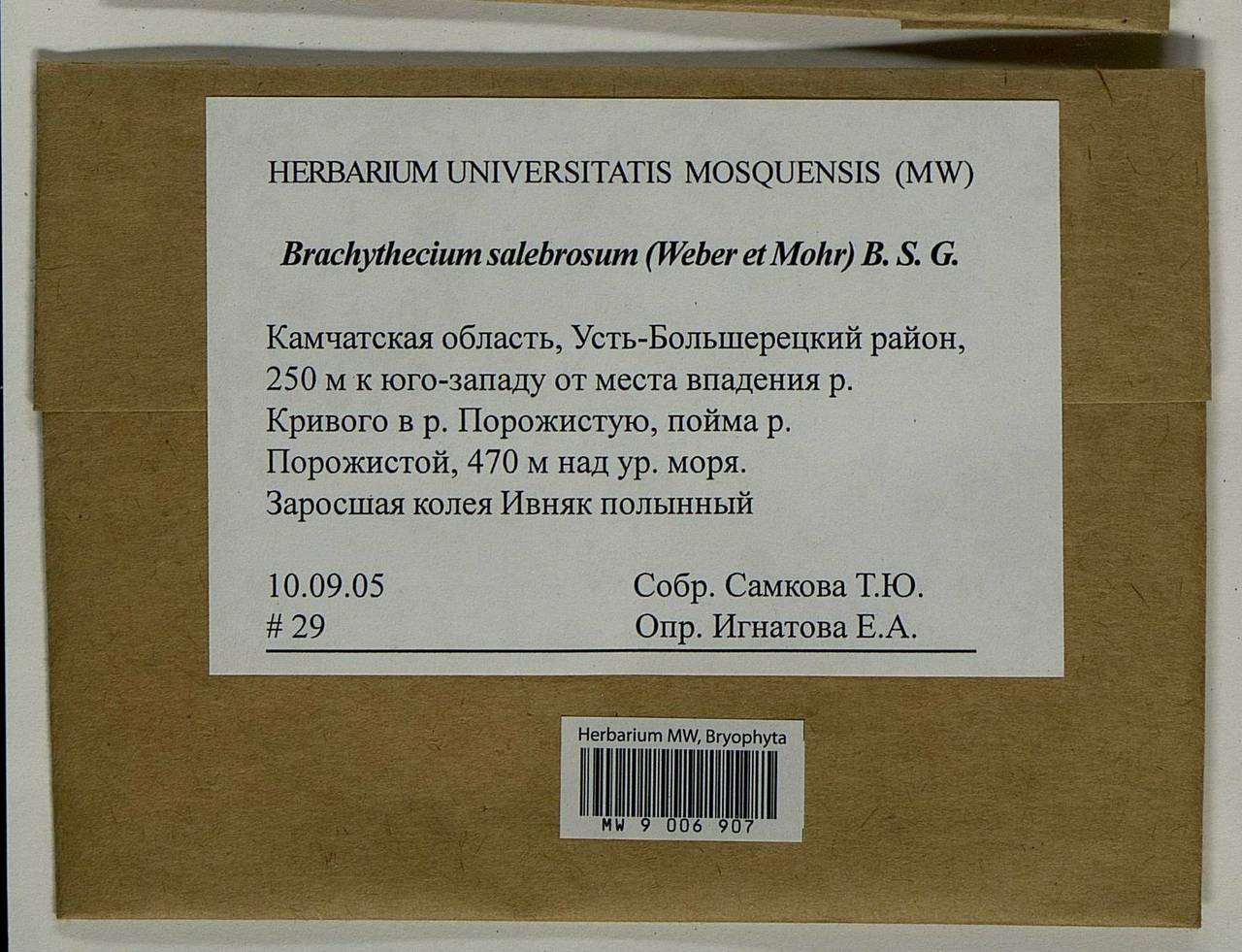 Brachythecium salebrosum (Hoffm. ex F. Weber & D. Mohr) Schimp., Bryophytes, Bryophytes - Chukotka & Kamchatka (B21) (Russia)