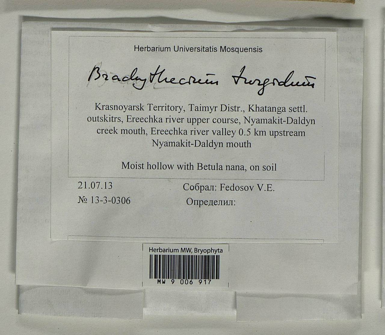 Brachythecium turgidum (Hartm.) Kindb., Bryophytes, Bryophytes - Krasnoyarsk Krai, Tyva & Khakassia (B17) (Russia)