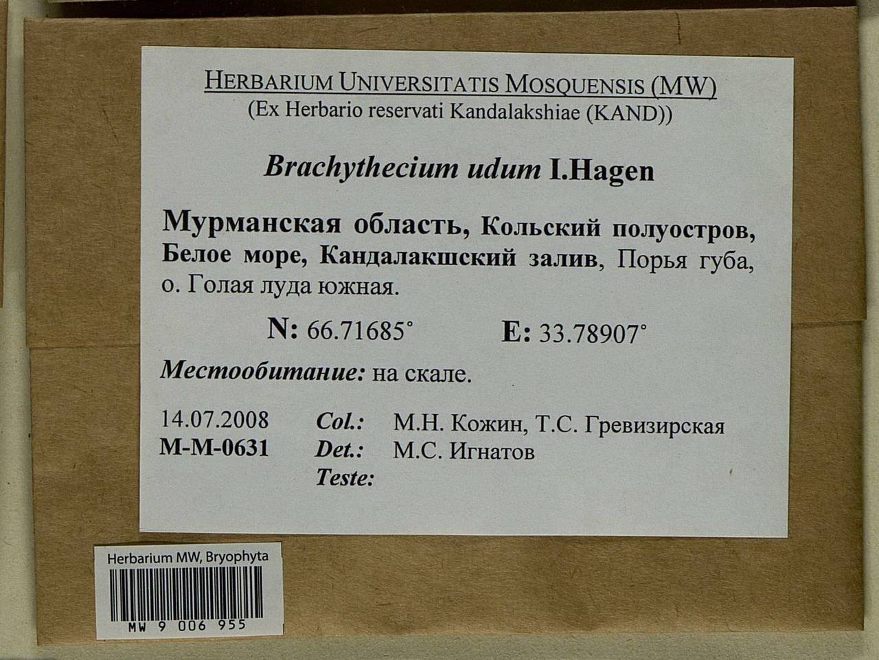 Brachythecium udum I. Hagen, Bryophytes, Bryophytes - Karelia, Leningrad & Murmansk Oblasts (B4) (Russia)