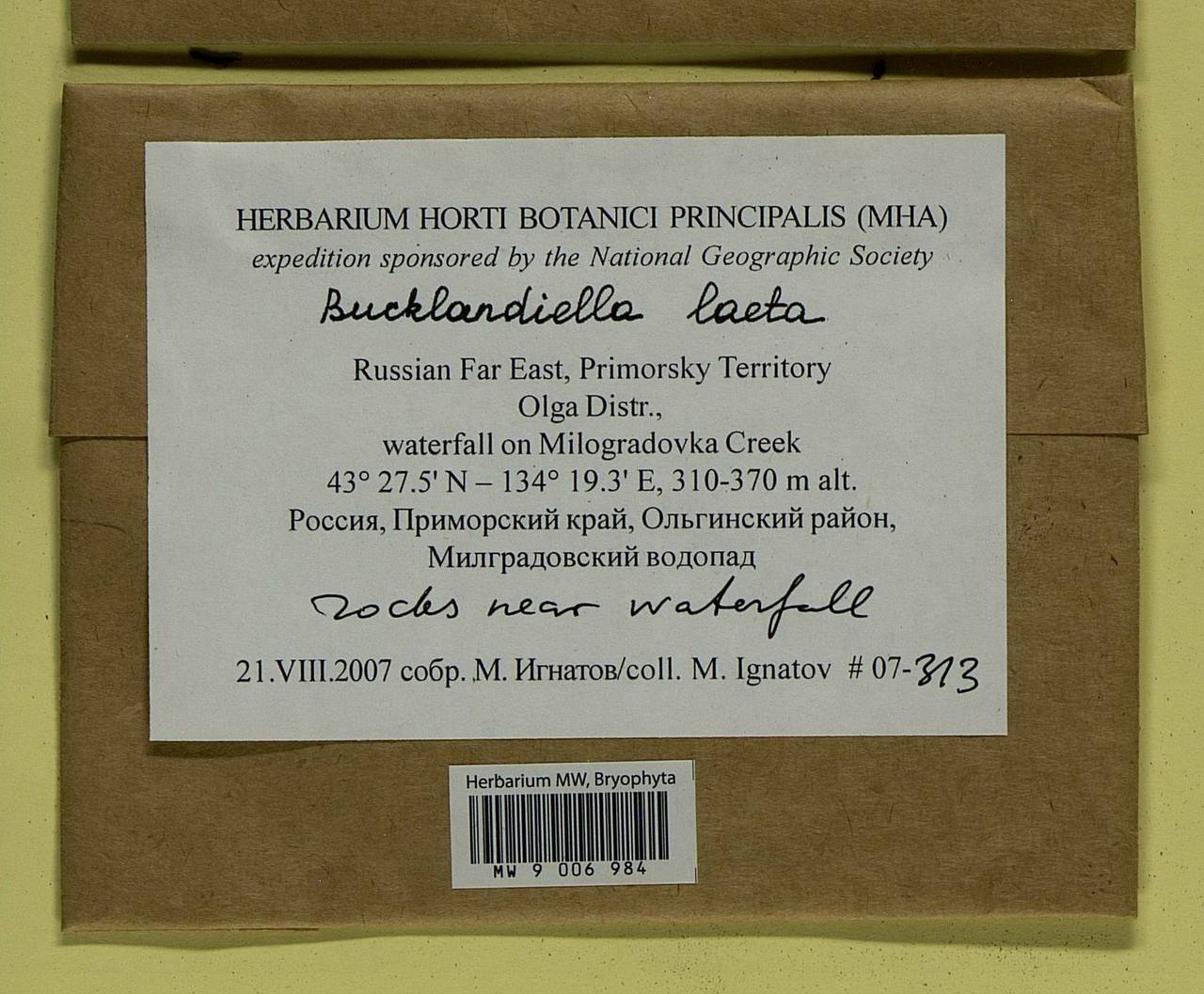 Bucklandiella laeta (Besch. & Cardot) Bedn.-Ochyra & Ochyra, Bryophytes, Bryophytes - Russian Far East (excl. Chukotka & Kamchatka) (B20) (Russia)