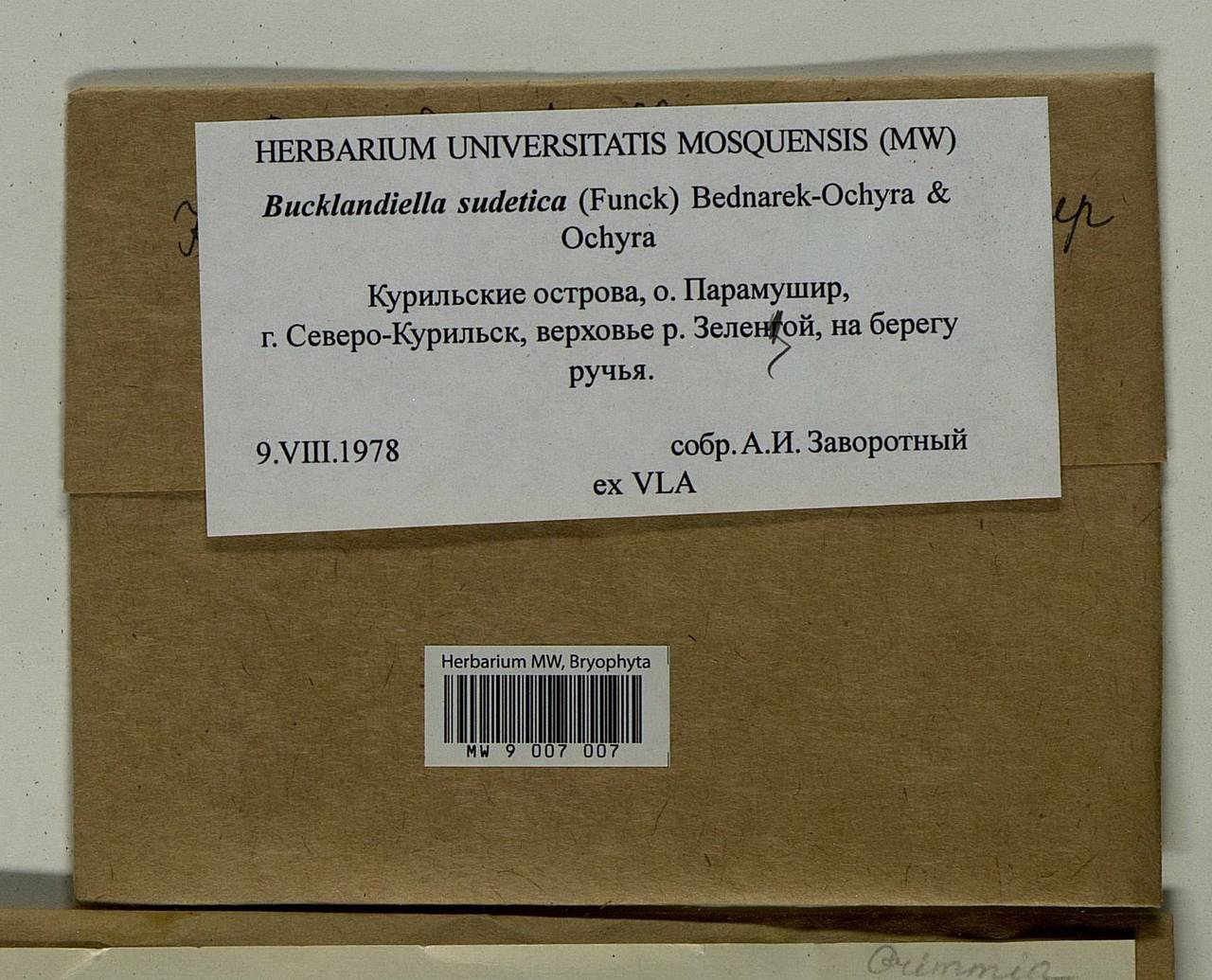 Bucklandiella sudetica (Funck) Bedn.-Ochyra & Ochyra, Bryophytes, Bryophytes - Russian Far East (excl. Chukotka & Kamchatka) (B20) (Russia)