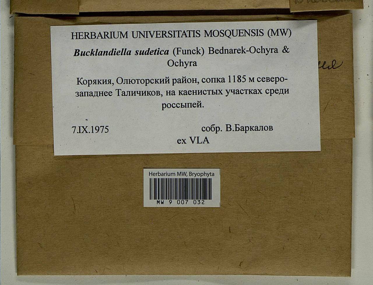 Bucklandiella sudetica (Funck) Bedn.-Ochyra & Ochyra, Bryophytes, Bryophytes - Chukotka & Kamchatka (B21) (Russia)