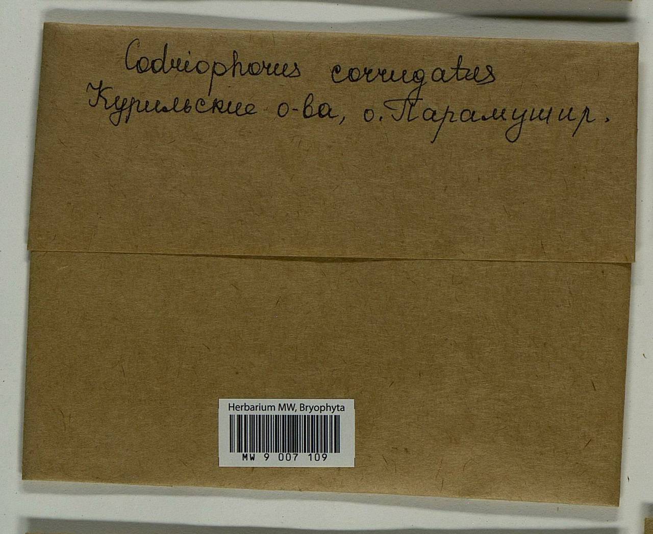 Dilutineuron corrugatum (Bedn.-Ochyra) Bedn.-Ochyra, Sawicki, Ochyra, Szczecińska & Plášek, Bryophytes, Bryophytes - Russian Far East (excl. Chukotka & Kamchatka) (B20) (Russia)