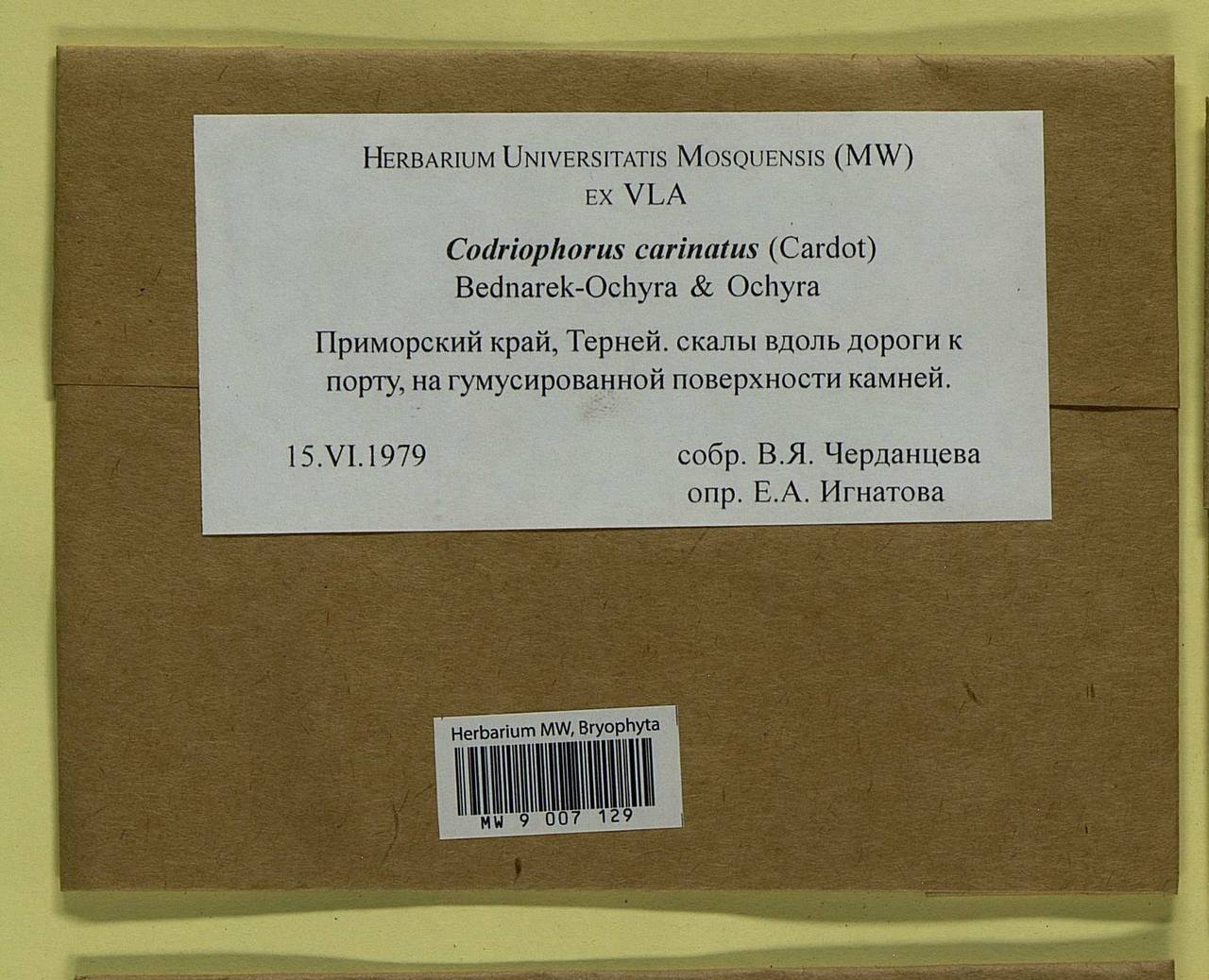 Codriophorus carinatus (Cardot) Bedn.-Ochyra & Ochyra, Bryophytes, Bryophytes - Russian Far East (excl. Chukotka & Kamchatka) (B20) (Russia)