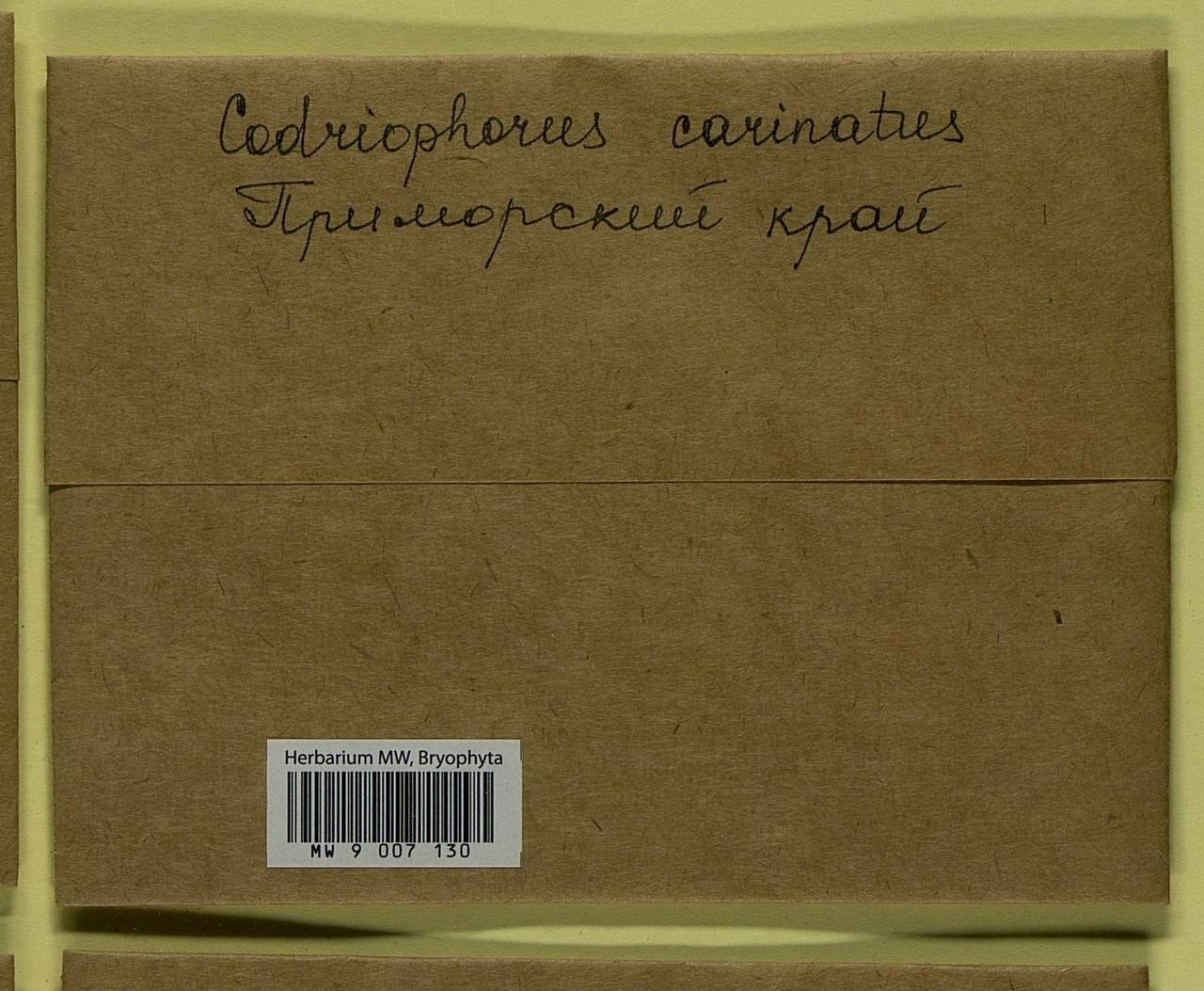 Codriophorus carinatus (Cardot) Bedn.-Ochyra & Ochyra, Bryophytes, Bryophytes - Russian Far East (excl. Chukotka & Kamchatka) (B20) (Russia)