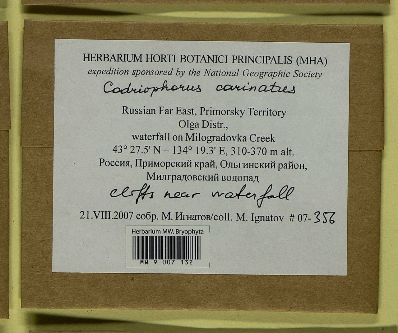 Codriophorus carinatus (Cardot) Bedn.-Ochyra & Ochyra, Bryophytes, Bryophytes - Russian Far East (excl. Chukotka & Kamchatka) (B20) (Russia)