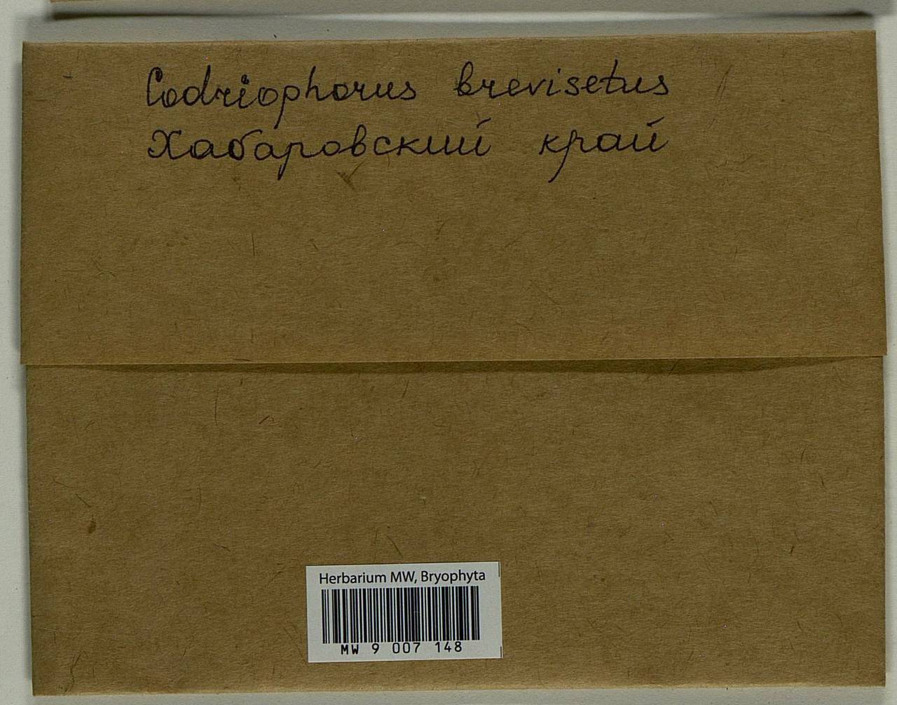 Dilutineuron brevisetum (Lindb.) Bedn.-Ochyra, Sawicki, Ochyra, Szczecińska & Plášek, Bryophytes, Bryophytes - Russian Far East (excl. Chukotka & Kamchatka) (B20) (Russia)