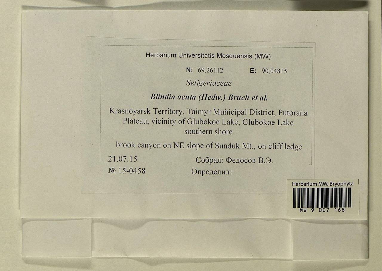 Blindia acuta (Hedw.) Bruch & Schimp., Bryophytes, Bryophytes - Krasnoyarsk Krai, Tyva & Khakassia (B17) (Russia)