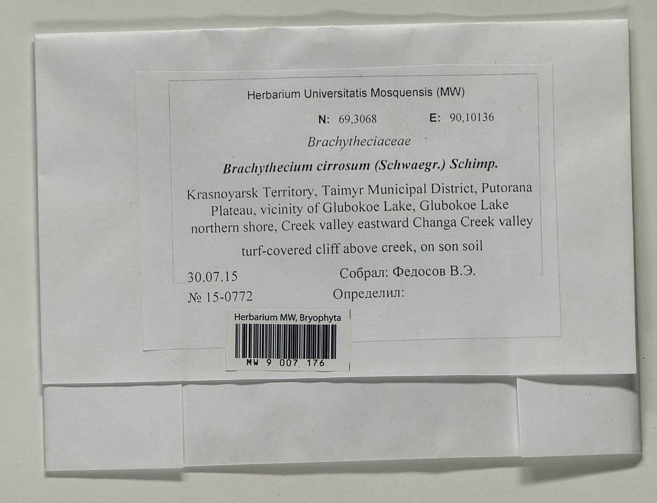 Brachythecium cirrosum (Schwägr.) Schimp., Bryophytes, Bryophytes - Krasnoyarsk Krai, Tyva & Khakassia (B17) (Russia)