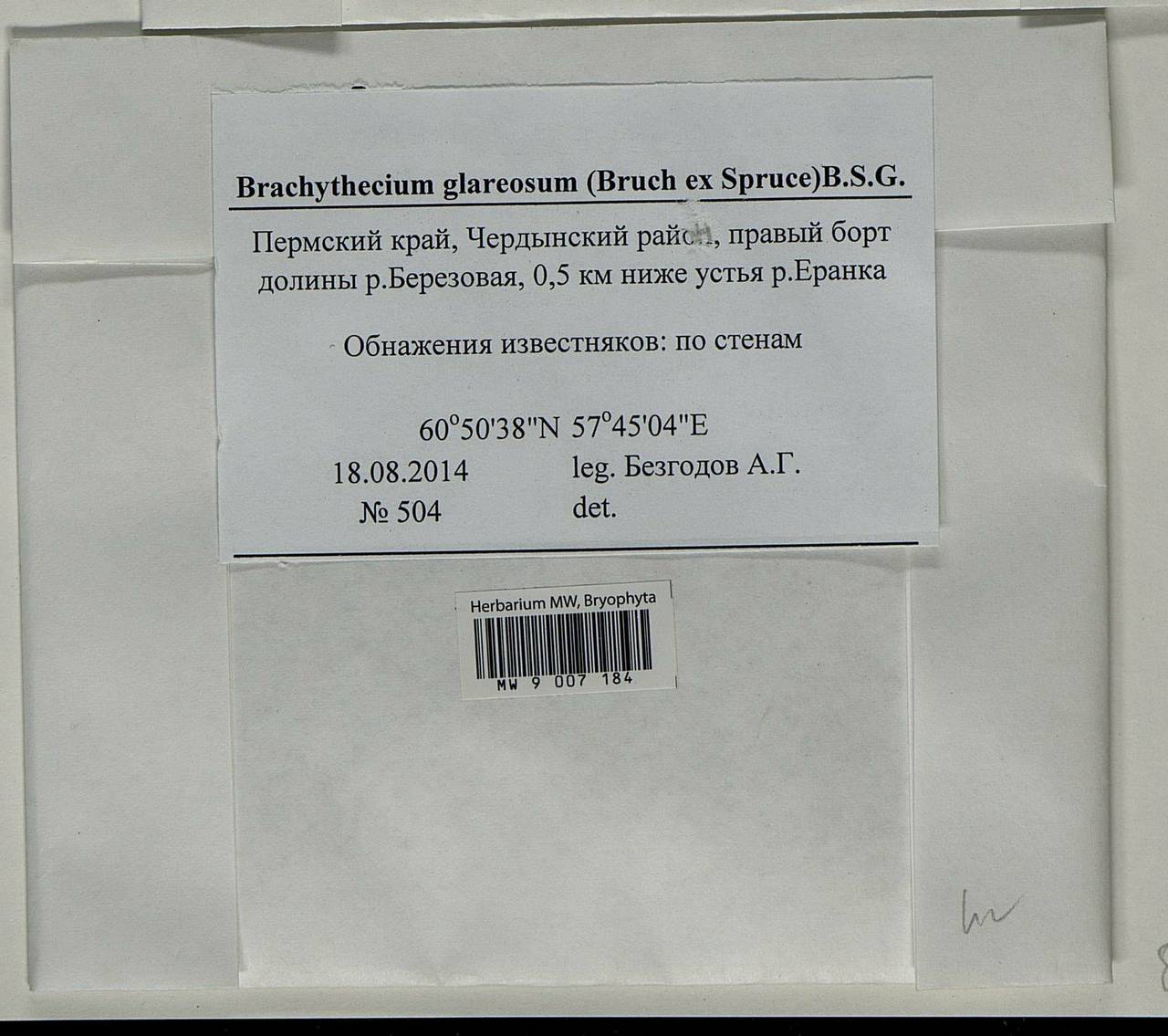 Brachythecium glareosum (Bruch ex Spruce) Schimp., Bryophytes, Bryophytes - Permsky Krai, Udmurt Republic, Sverdlovsk & Kirov Oblasts (B8) (Russia)