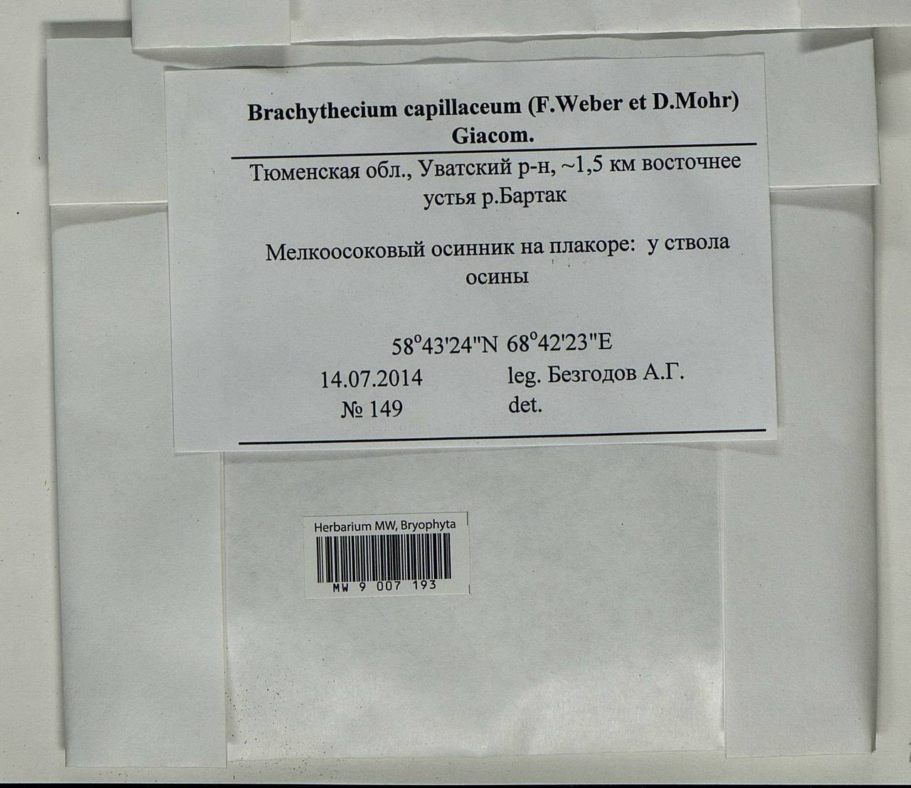 Brachythecium capillaceum (F. Weber & D. Mohr) Giacom., Bryophytes, Bryophytes - Western Siberia (including Altai) (B15) (Russia)