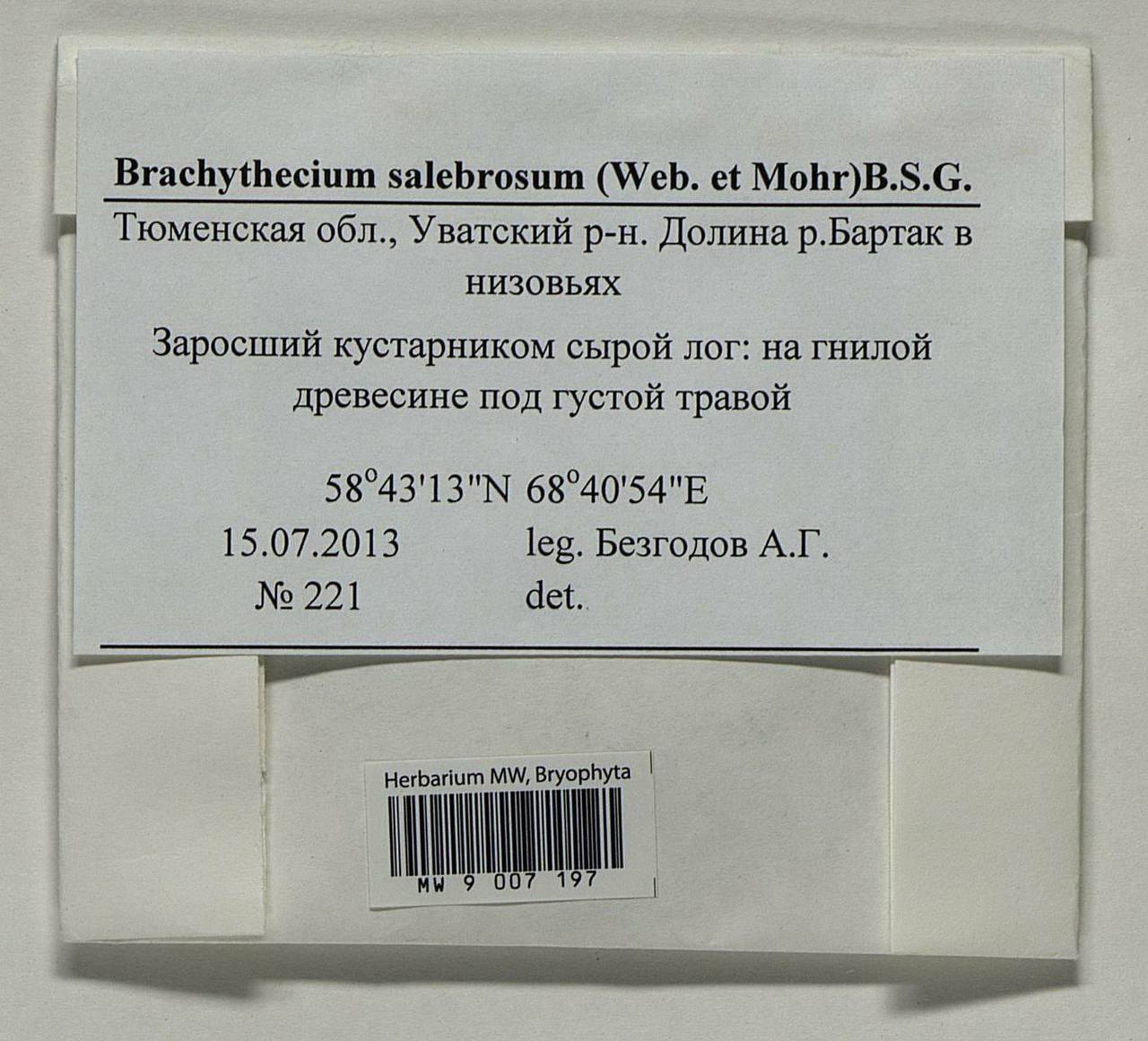 Brachythecium salebrosum (Hoffm. ex F. Weber & D. Mohr) Schimp., Bryophytes, Bryophytes - Western Siberia (including Altai) (B15) (Russia)