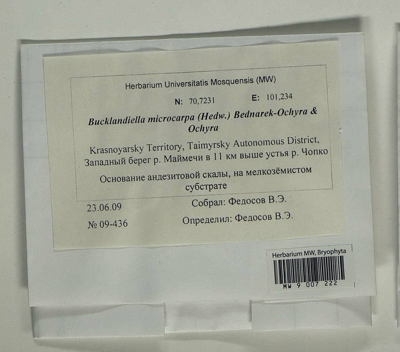 Bucklandiella microcarpos (Hedw.) Bedn.-Ochyra & Ochyra, Bryophytes, Bryophytes - Krasnoyarsk Krai, Tyva & Khakassia (B17) (Russia)